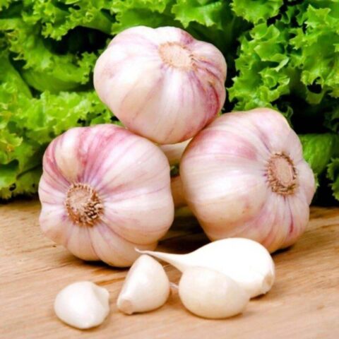 Garlic