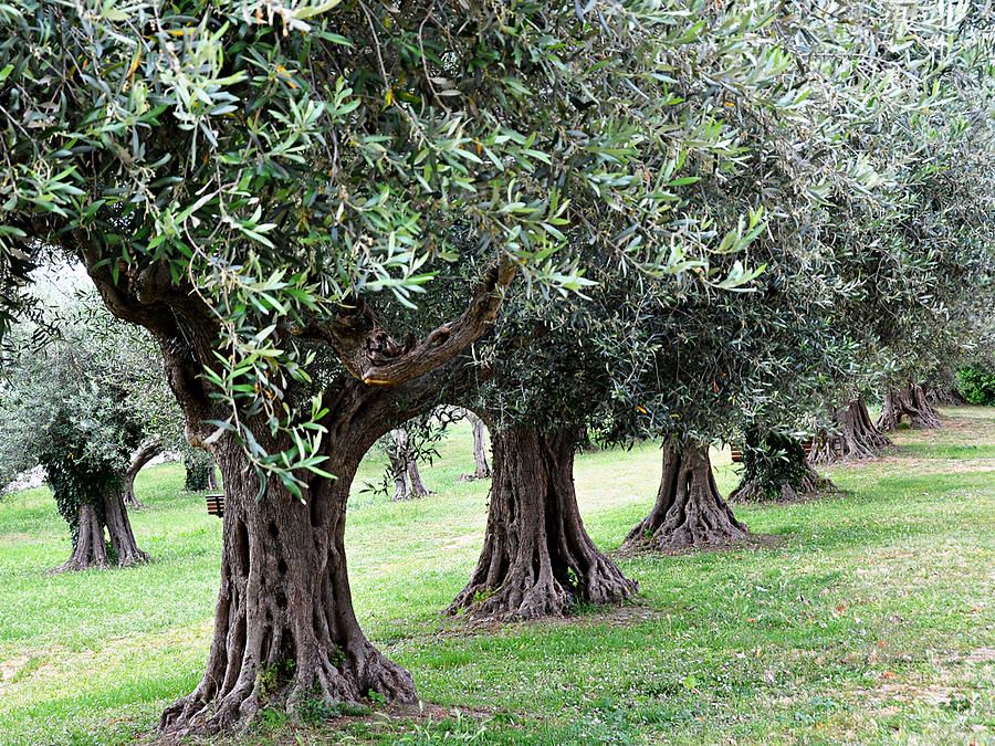 Olive trees