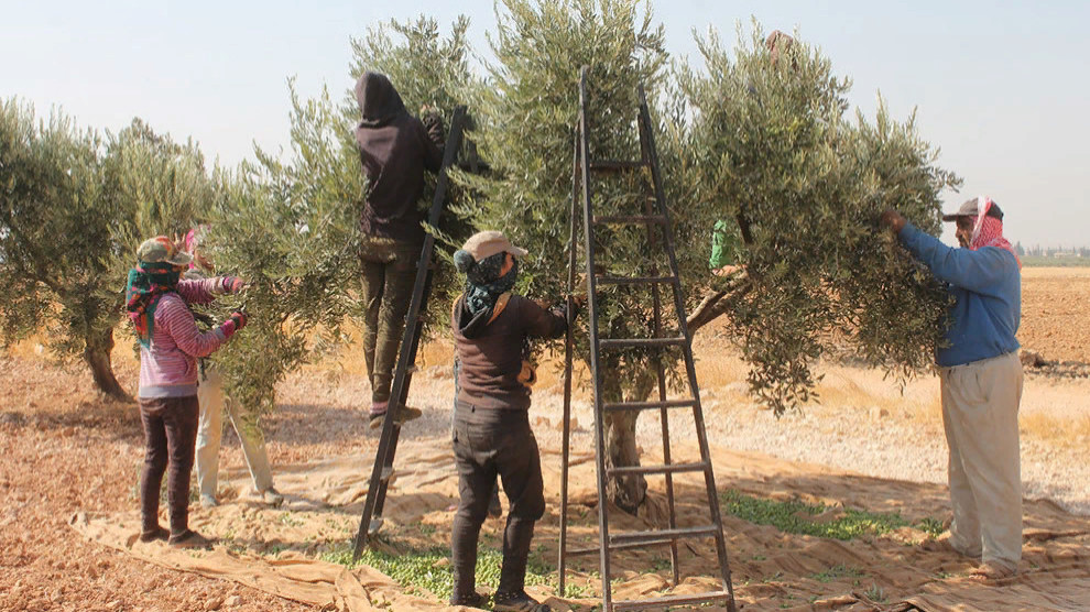 Collecting Olives