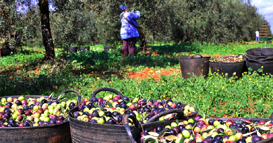 Olive trees