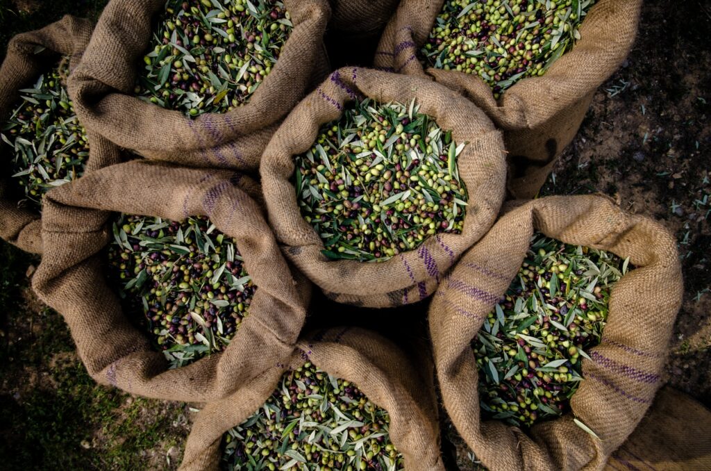 Olive Tree Harvest